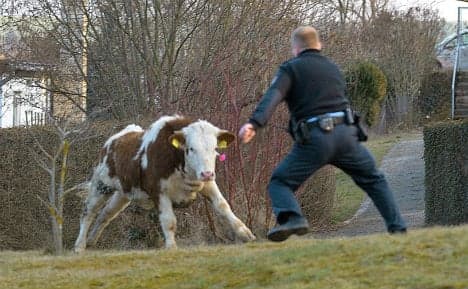 Fugitive cow outwits police for 4 weeks before capture