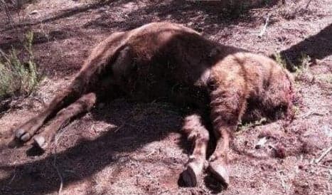 Second headless bison found at Spanish nature reserve