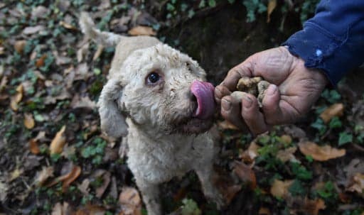Hunting gastronomic gold in Italy's truffle country