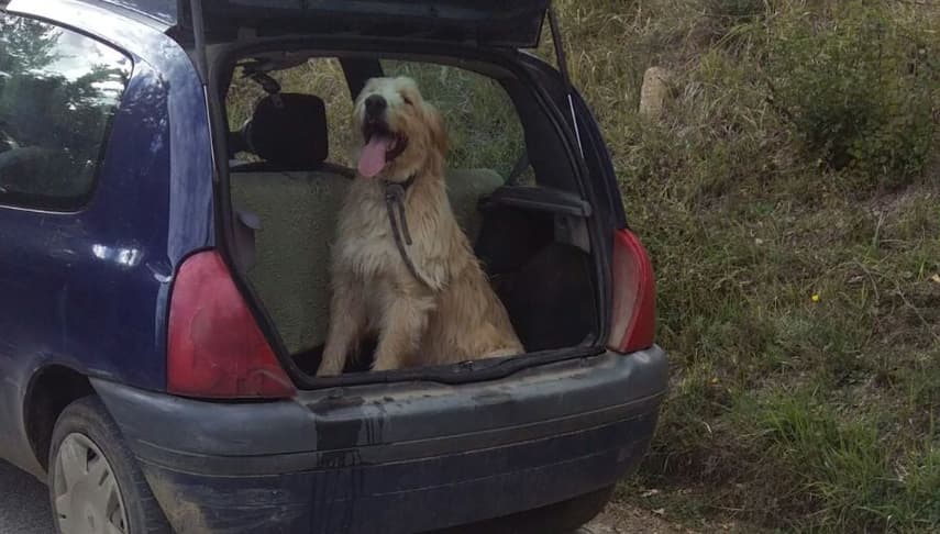 Amatrice man charged for deliberately running over his dog