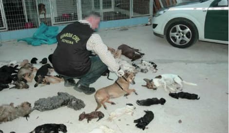 Spanish shelter head on trial for 'killing' over 2,000 animals