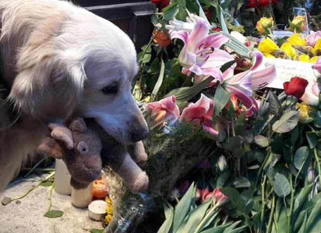 Touching tributes to dog who was fifth victim of Stockholm attack