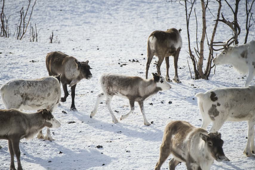 Norway's reindeer at risk from Arctic hot spell