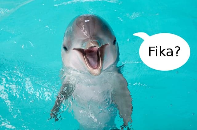 The History of Cats and Dolphins Together On The Internet