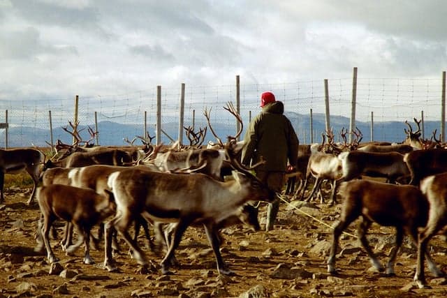 Reindeer herding, handicrafts and Sápmi: meet the Swedish Sami people