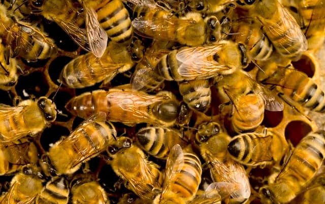 Experts called in to tackle swarming bees in central Rome square
