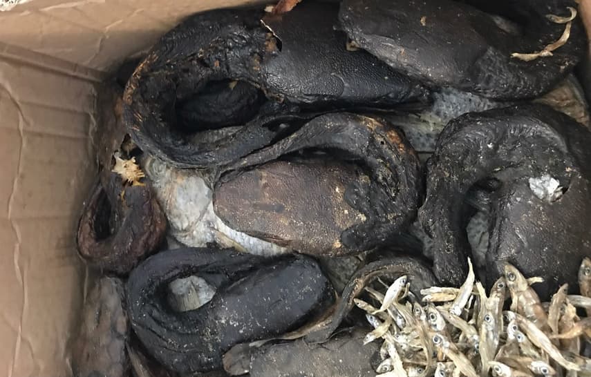 'Care parcel' of rotting snake heads and larvae denied entry to Germany