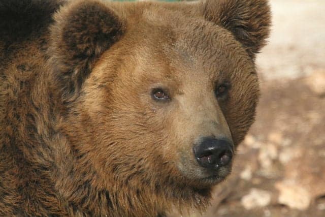 What does the future hold for Italy's native bears?