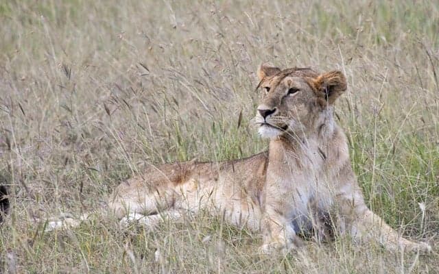 Police search for possible lioness roaming French countryside