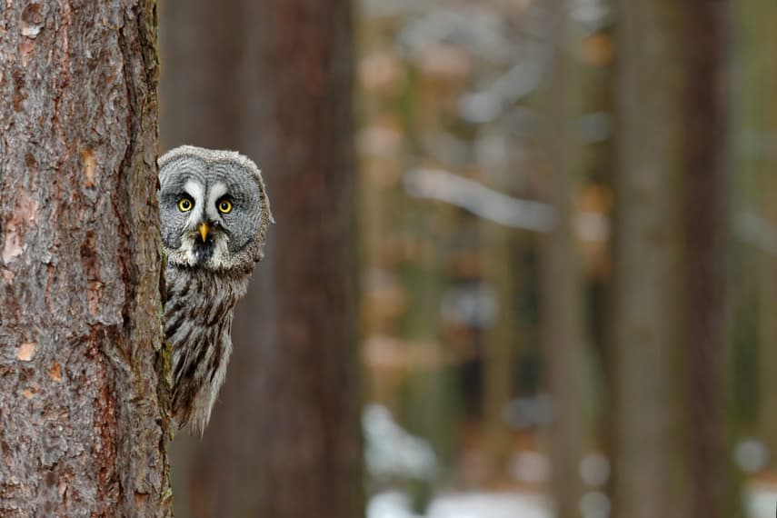 Rare owl sightings soar in Norway’s Hedmark County