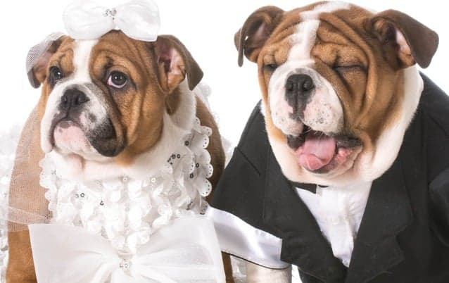 Dogs can't be ring bearers, Italian mayor tells engaged couple