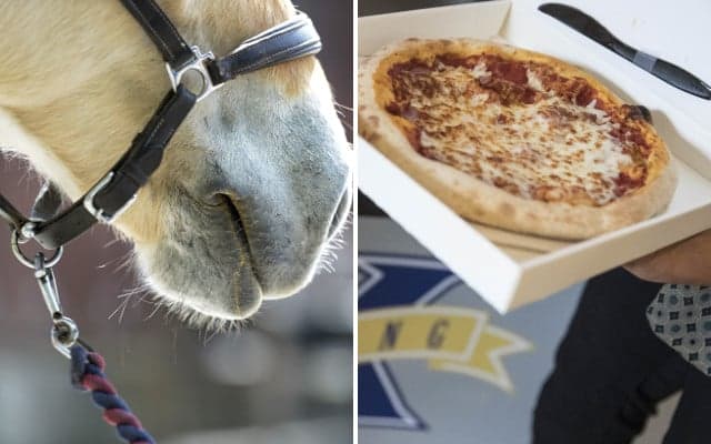 Tourists fed 'pizza, ice cream and sausages' to horses at Swedish farm