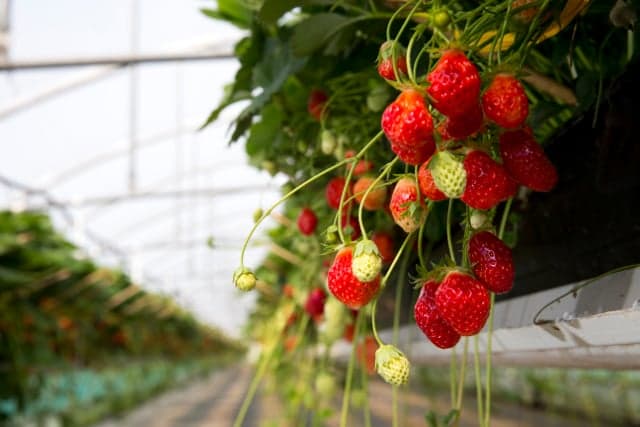Strawberry thieves steal tens of thousands of fruits from Swedish patch