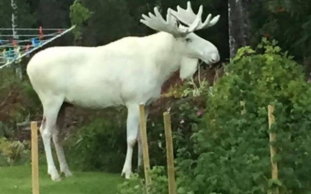Viral Swedish white elk's apple habit brings trespassing tourists to couple's garden