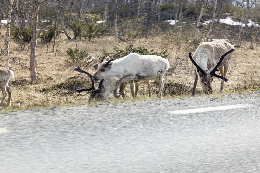 Norwegian reindeer herders convicted of animal cruelty, fraud and reindeer theft