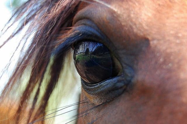Swiss police arrest animal breeder after shocking photos show mistreated horses