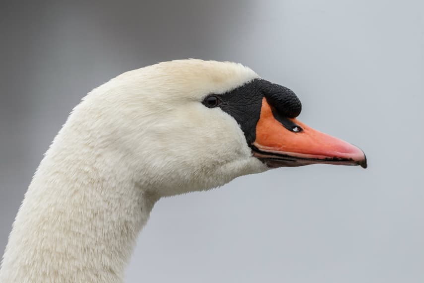 Norway’s infamous 'Harbourmaster' swan killed after attack on girl