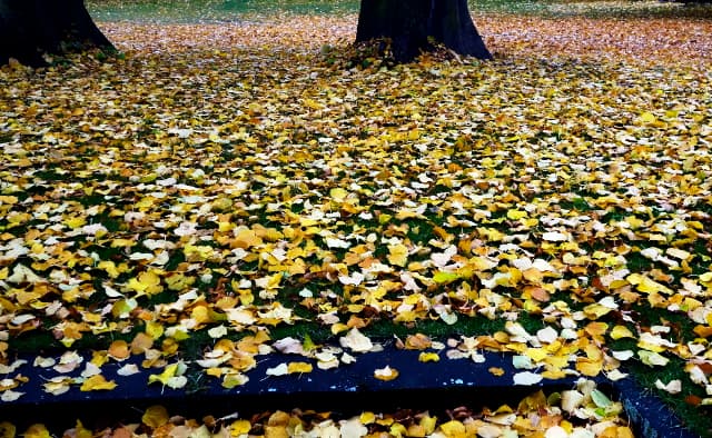 Six keys to understanding autumn in Sweden
