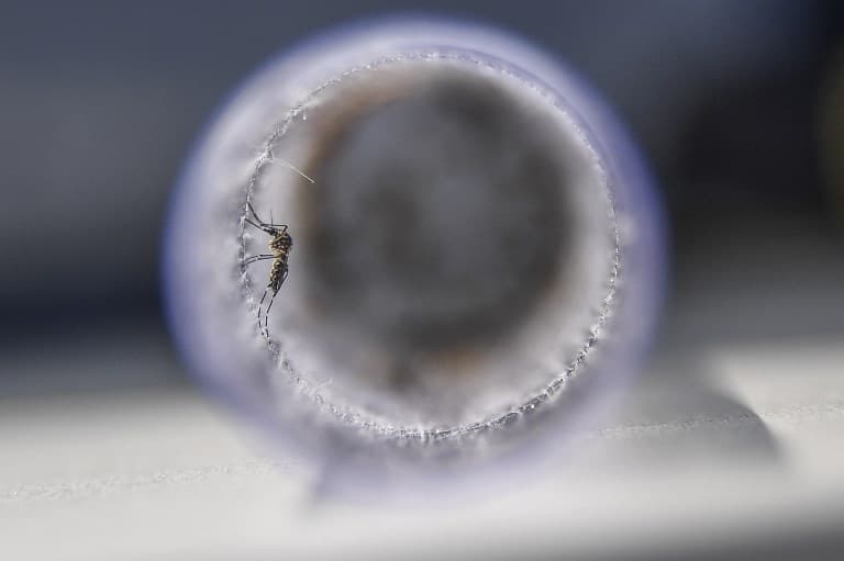 Rome suspends blood donations after mosquito-borne chikungunya cases