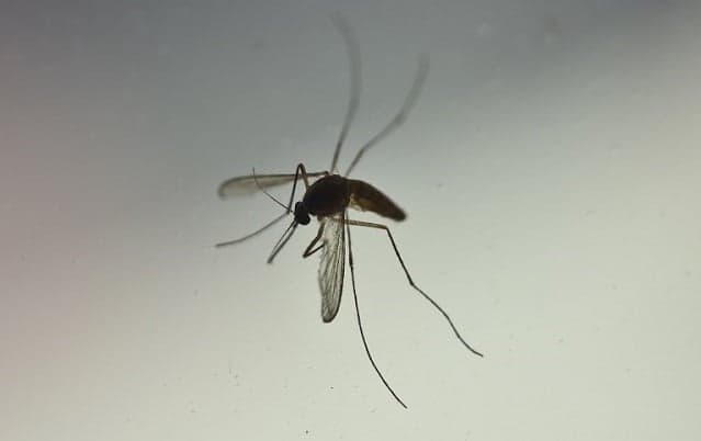 Four-year-old girl dies of malaria in northern Italy
