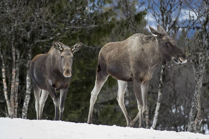 Norway elk hunt threatened by wolves: hunters