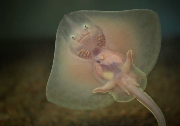 Weirdly adorable sea creatures born in Sweden