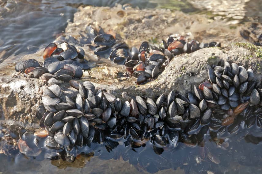 Four out of five Norwegian mussels contain plastic: report