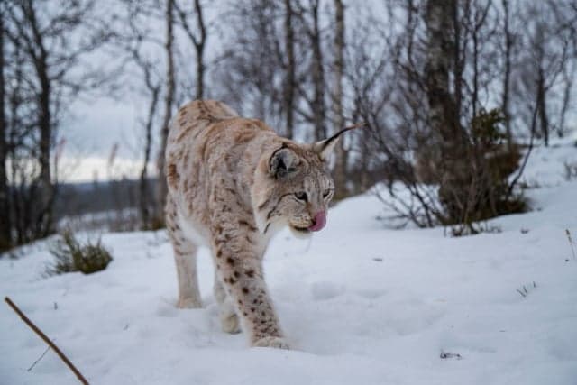 Quota set for lynx hunt in Sweden