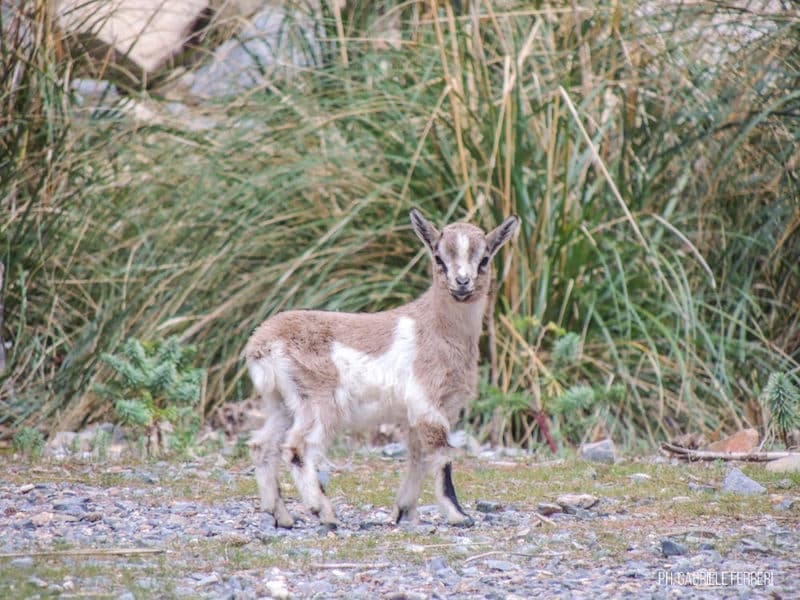 Volunteers are evacuating 100 stray goats from an idyllic Italian island