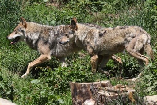 France to grow wolf packs despite farmers' anger