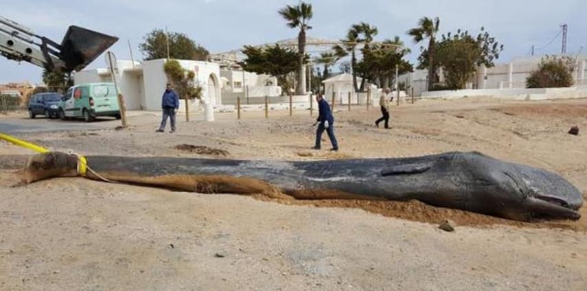 Clean seas campaign launched on Spanish coast after sperm whale beached full of plastic