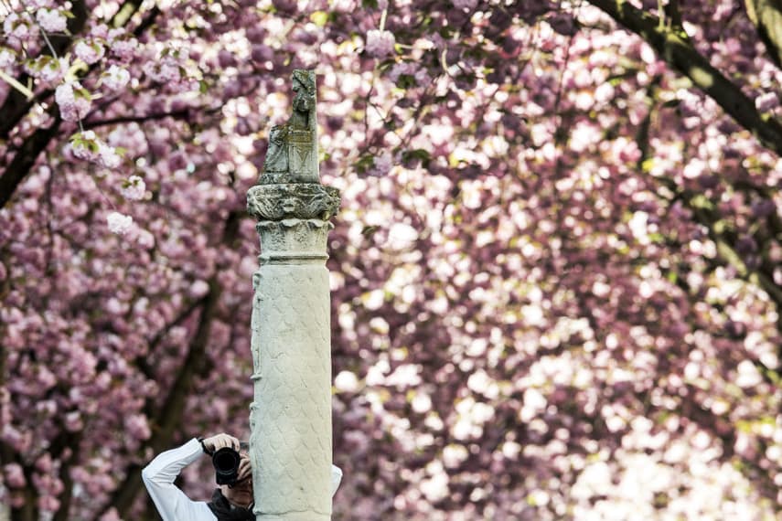 Police probe threat to 'hammer 7,000 nails' into Bonn's cherry blossom trees