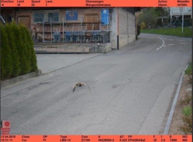 Speeding duck clocked smashing speed limit in Swiss village