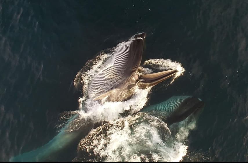 VIDEO: Drone captures incredible footage of whales off Barcelona coast