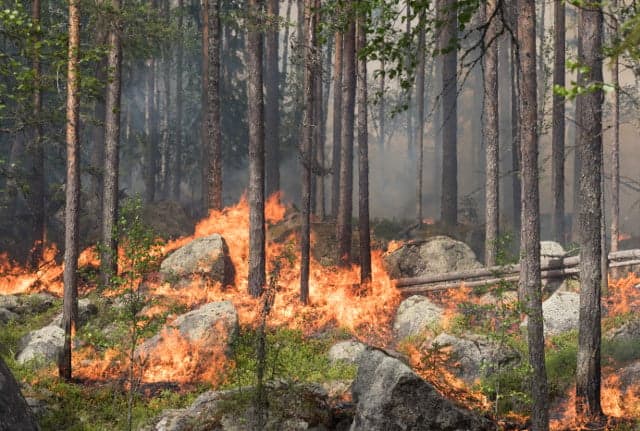 Sweden lights forest fire the size of 520 football pitches