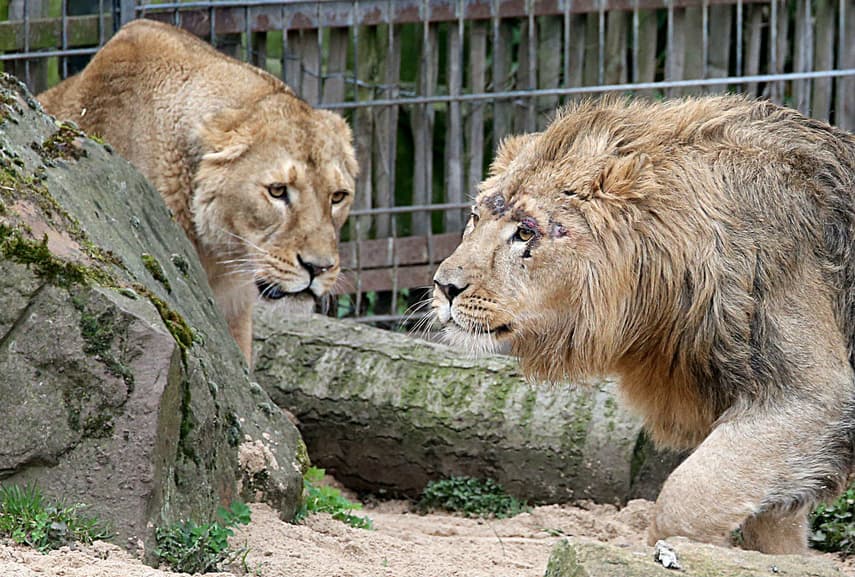 False alarm after five big cats 'break out' of zoo in west Germany - The  Local