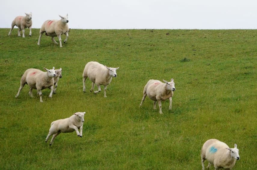 Train near Swiss border rams into herd of sheep, killing 50 animals