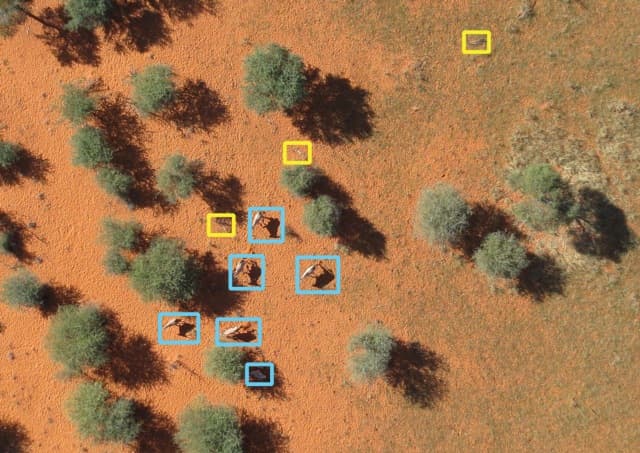How Swiss software is helping drones survey wildlife in Namibia