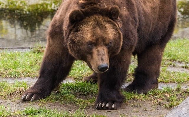 Backlash after Italian councils allow bears and wolves to be shot