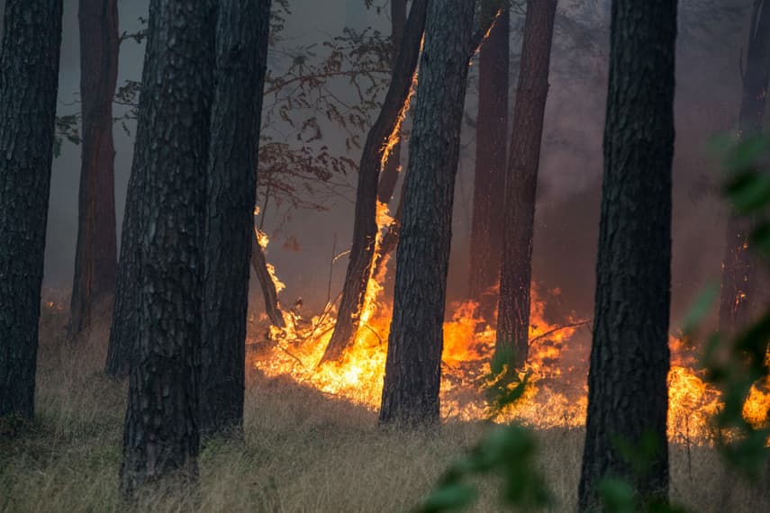 50 hectare forest fire breaks out near Berlin