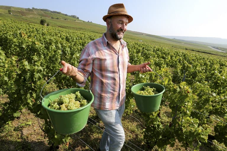 Champagne harvest starts early as winemakers predict 'very good' vintage