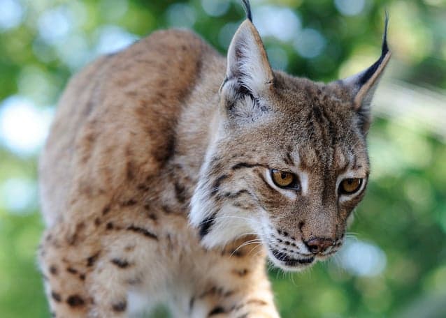 Rare lynx sightings in northern Italy excite naturalists