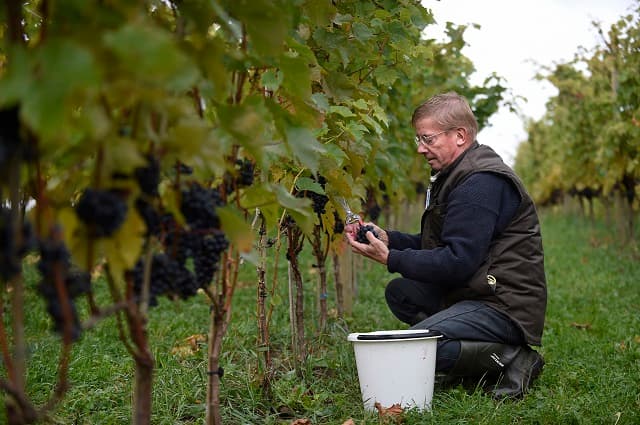 Swedish wines achieve record year thanks to summer heat