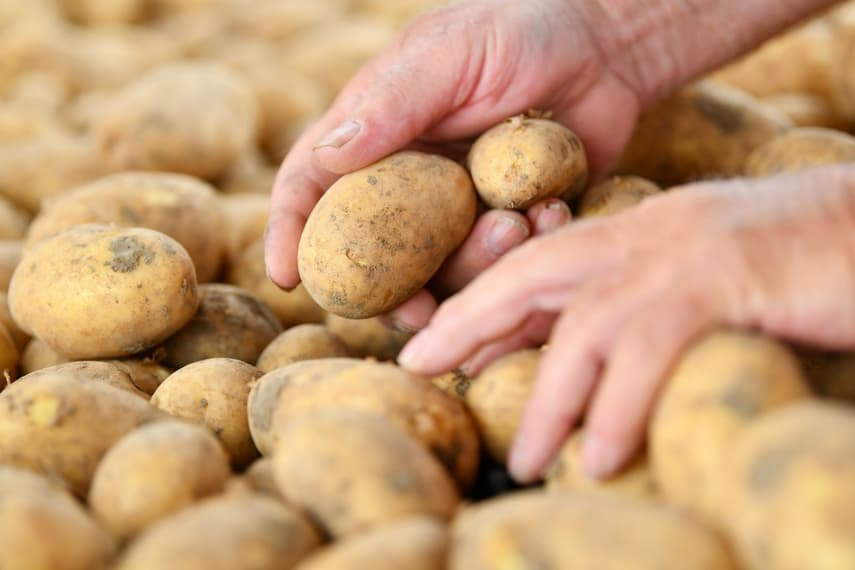 Drought causes potato prices to rise by more than half - and they have more flaws