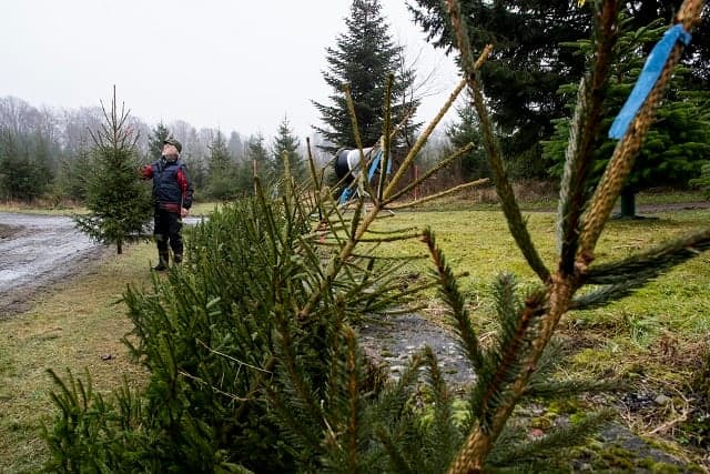 How the long, dry summer has affected Sweden's Christmas trees