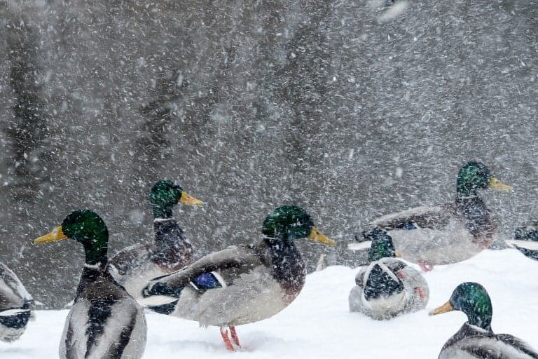 'It's duck cold!': How the French complain about winter weather
