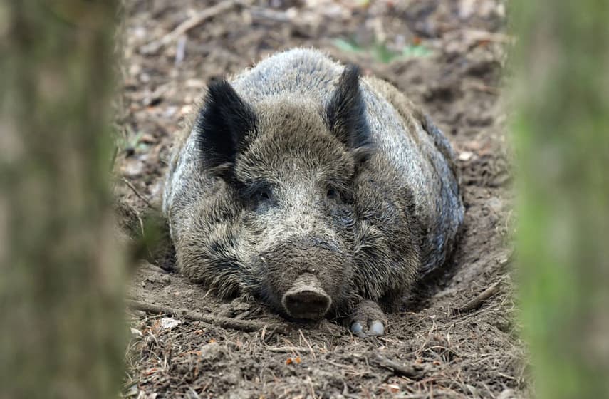 Boar-lin: Why wild boars are being sighted more in the capital