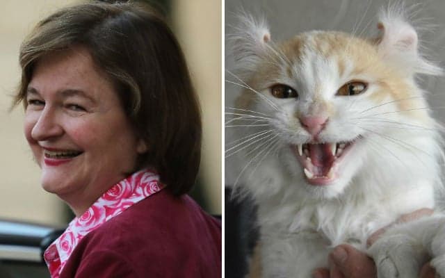 France's Europe Minister admits 'Brexit the cat' was just a joke