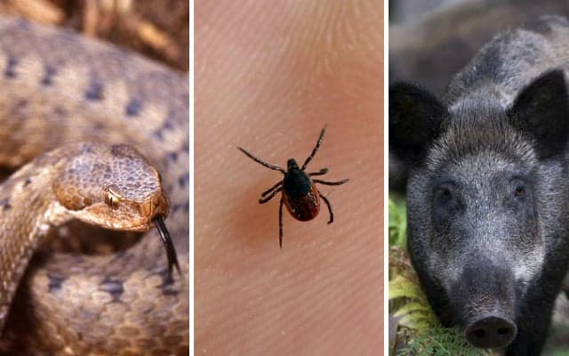 What are the most dangerous animals in France?