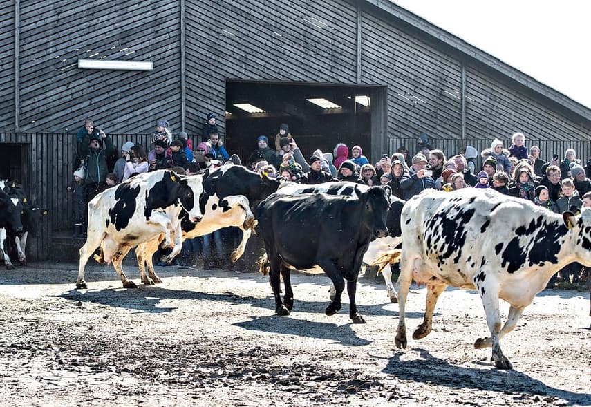 EXPLAINED: What is Denmark's 'cow spring break' all about?